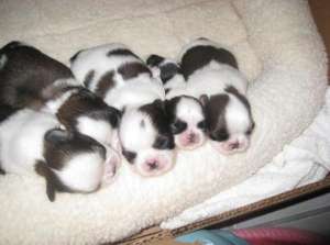 Shihtzu si Bichon Maltez 700 Ron
