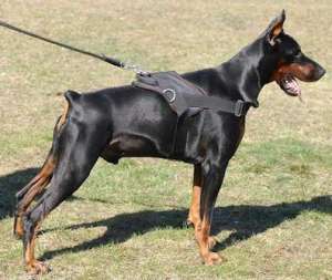 cumpar caine pui max 2 luni doberman rasa originala rog seriozitate