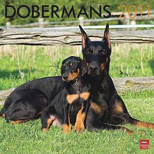 cumpar caine pui max 2 luni doberman rasa originala rog seriozitate