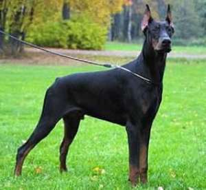 cumpar caine pui max 2 luni doberman rasa originala rog seriozitate