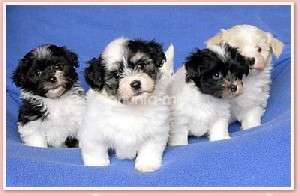 PUI BICHON HAVANESE MINI 600-700 RON