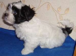 PUI BICHON HAVANESE MINI 600-700 RON