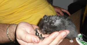 Donez / Vand Hamsteri