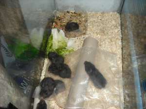 Donez / Vand Hamsteri