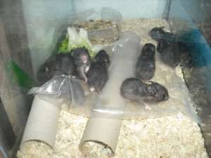 Donez / Vand Hamsteri