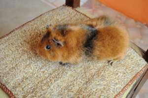 Vand porcusor de Guineea