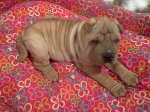 vand exemplar superb shar pei 9 sapt