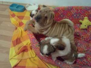 vand exemplar superb shar pei 9 sapt