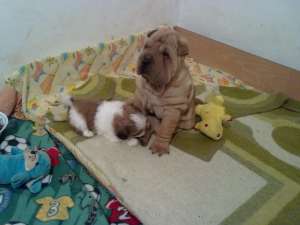 vand exemplar superb shar pei 9 sapt