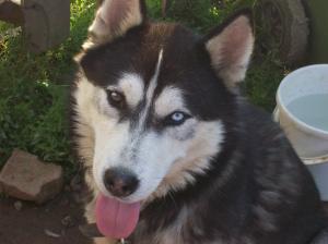 Ofer spre monta -mascul-Husky Siberian