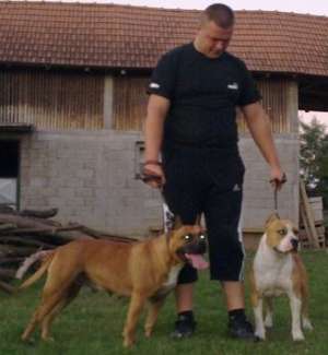 Vand pui amstaff cu pedigree