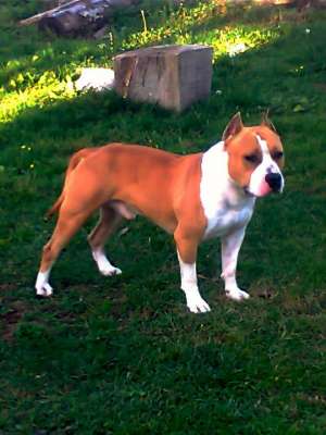 Vand pui amstaff cu pedigree