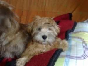 Bichon havanez exemplar superb