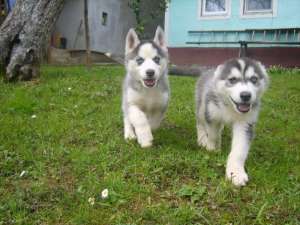 vand catei husky