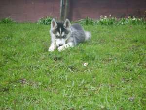 vand catei husky