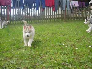 vand catei husky