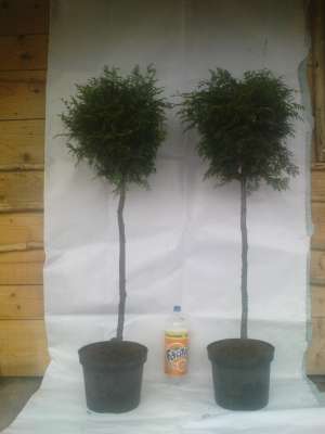 plante gradina