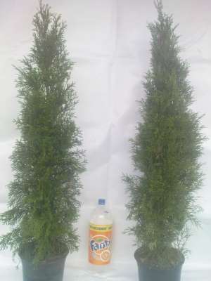 plante gradina