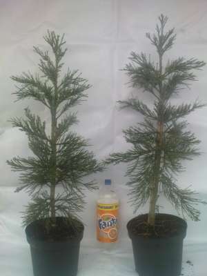 plante gradina