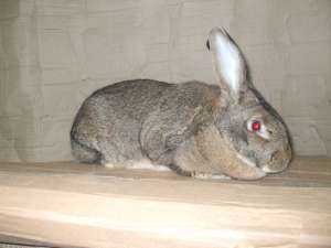 iepuri urias belgian