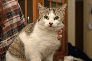 MILLY,   o pisicuta dulcica si cuminte