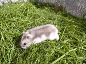 Vand hamsteri PHODOPUS CAMPBELL