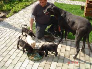 Vand dog german