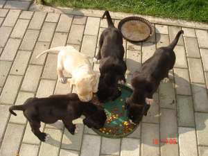 Vand dog german