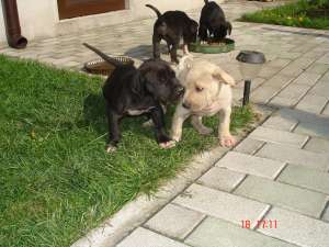 Vand dog german
