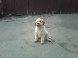 Vand catel Lagotto pt trufe