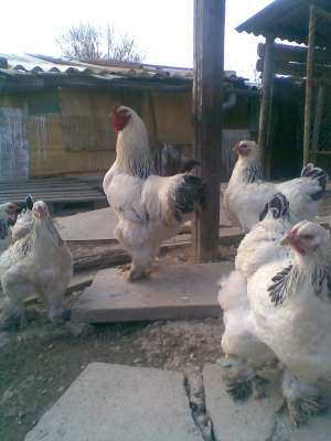vand oua Brahma