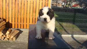 devanzare catei saint bernard