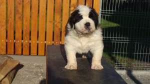 devanzare catei saint bernard