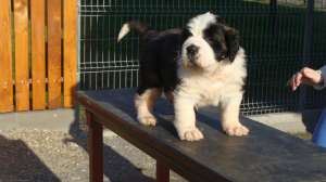 devanzare catei saint bernard