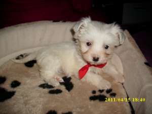 Bichon Maltez fetita
