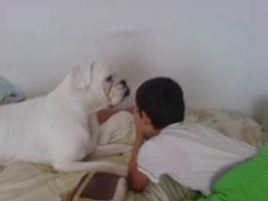 vand catea boxer