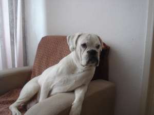 vand catea boxer