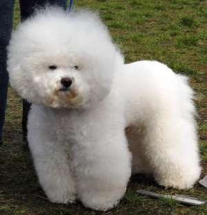 vand bichon frise cu pedigree