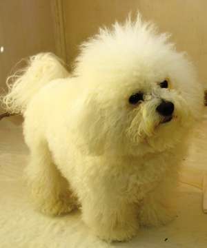 vand bichon frise cu pedigree