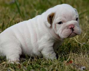 Drăguţ şi adorabil engleză buldog pui pentru adoptare.