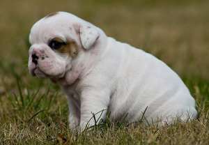 Drăguţ şi adorabil engleză buldog pui pentru adoptare.
