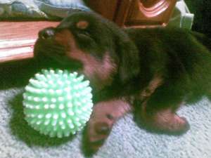 Vand pui rottwailer