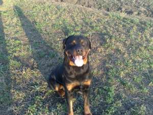 Vand pui rottwailer
