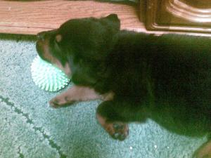 Vand pui rottwailer