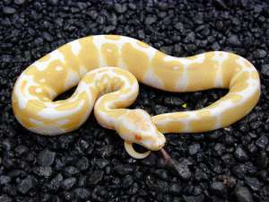 python mingea sănătoase pentru v�nzare.