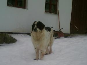 VAND CIOBANESC ROMANESC DE BUCOVINA