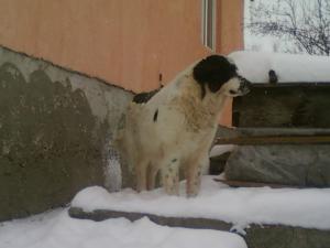 VAND CIOBANESC ROMANESC DE BUCOVINA