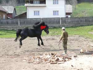 vand armasar hutul , negru