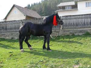 vand armasar hutul , negru