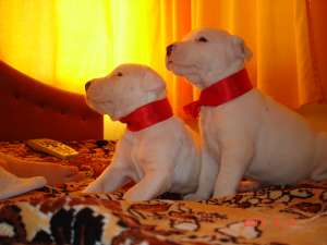 vand pui dog argentinian